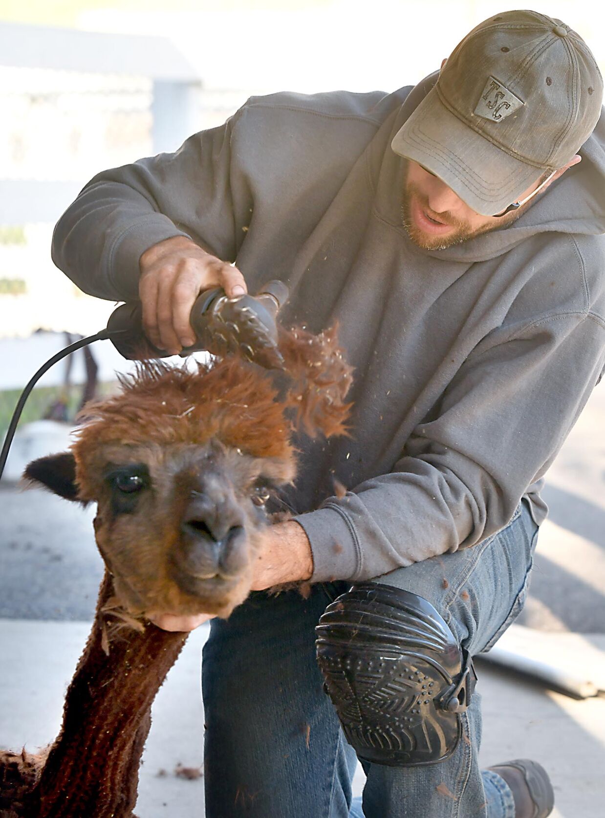 Shave and a haircut 2